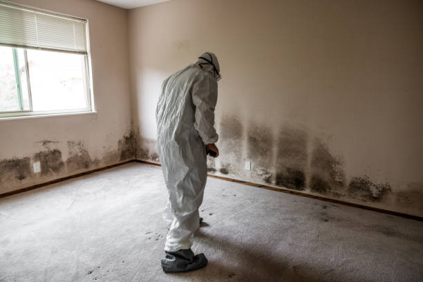 Environmental Consulting for Mold Prevention in Frankfort, MI